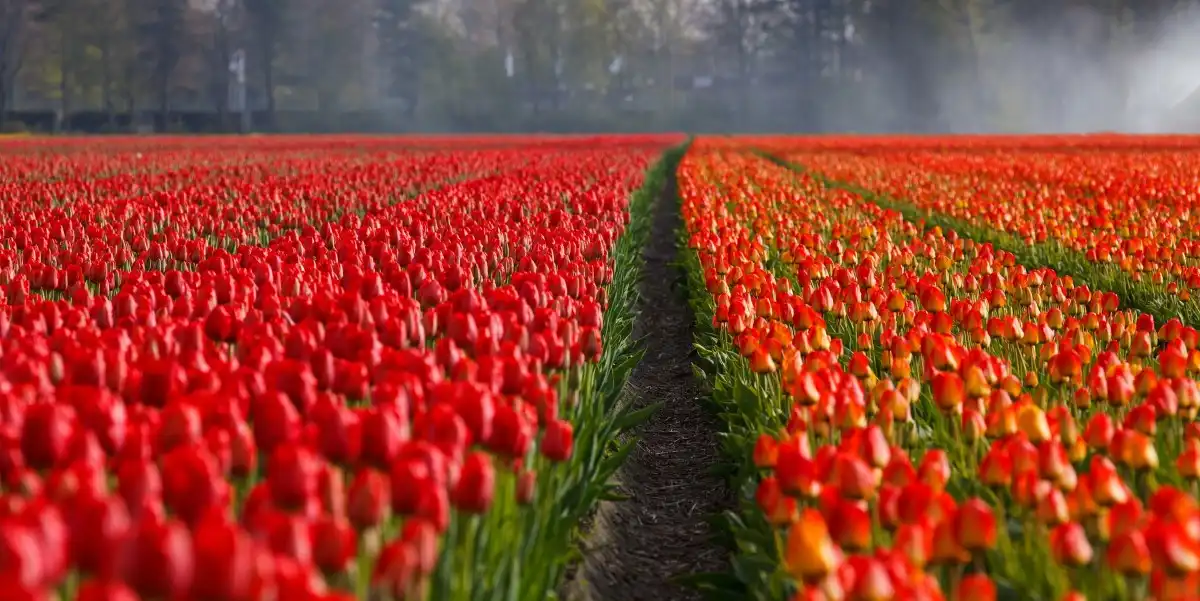 Blumen Floristik Gärtnerei