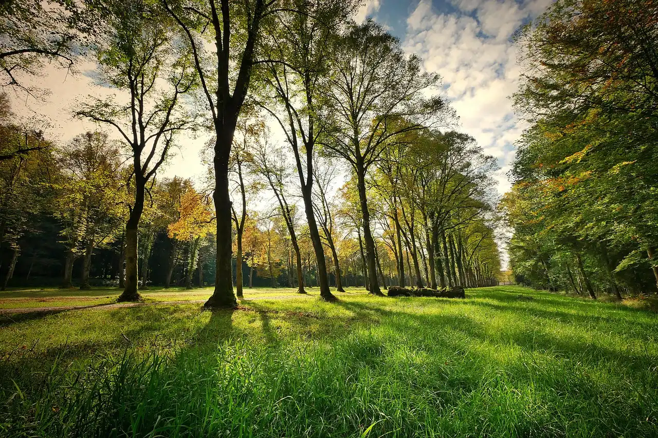 Park Natur Naturpark Bäume Grün Rasen